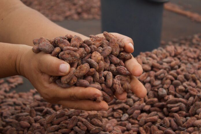 Cacao del Meta