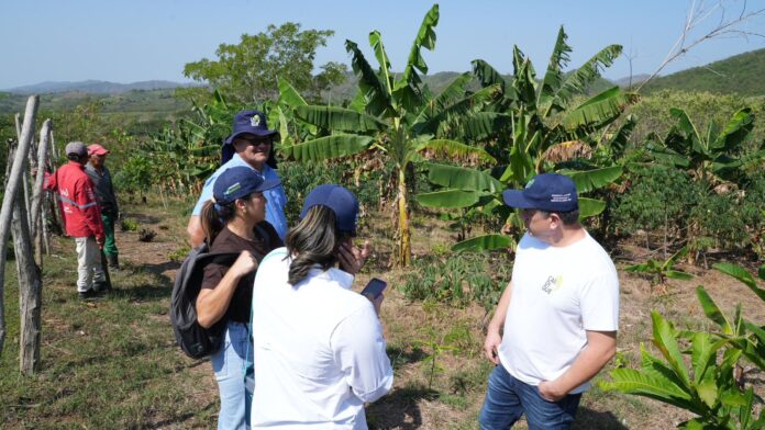 Proyecto agroforestal