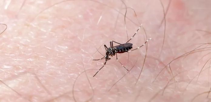 Dengue