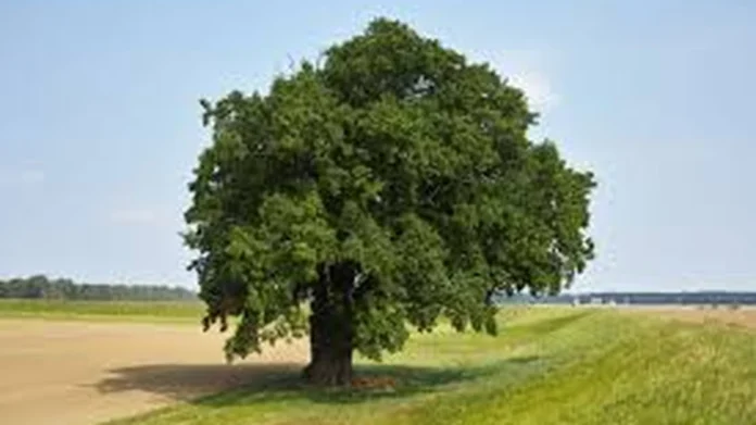 restauración ecológica en el Meta
